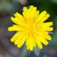mayur75